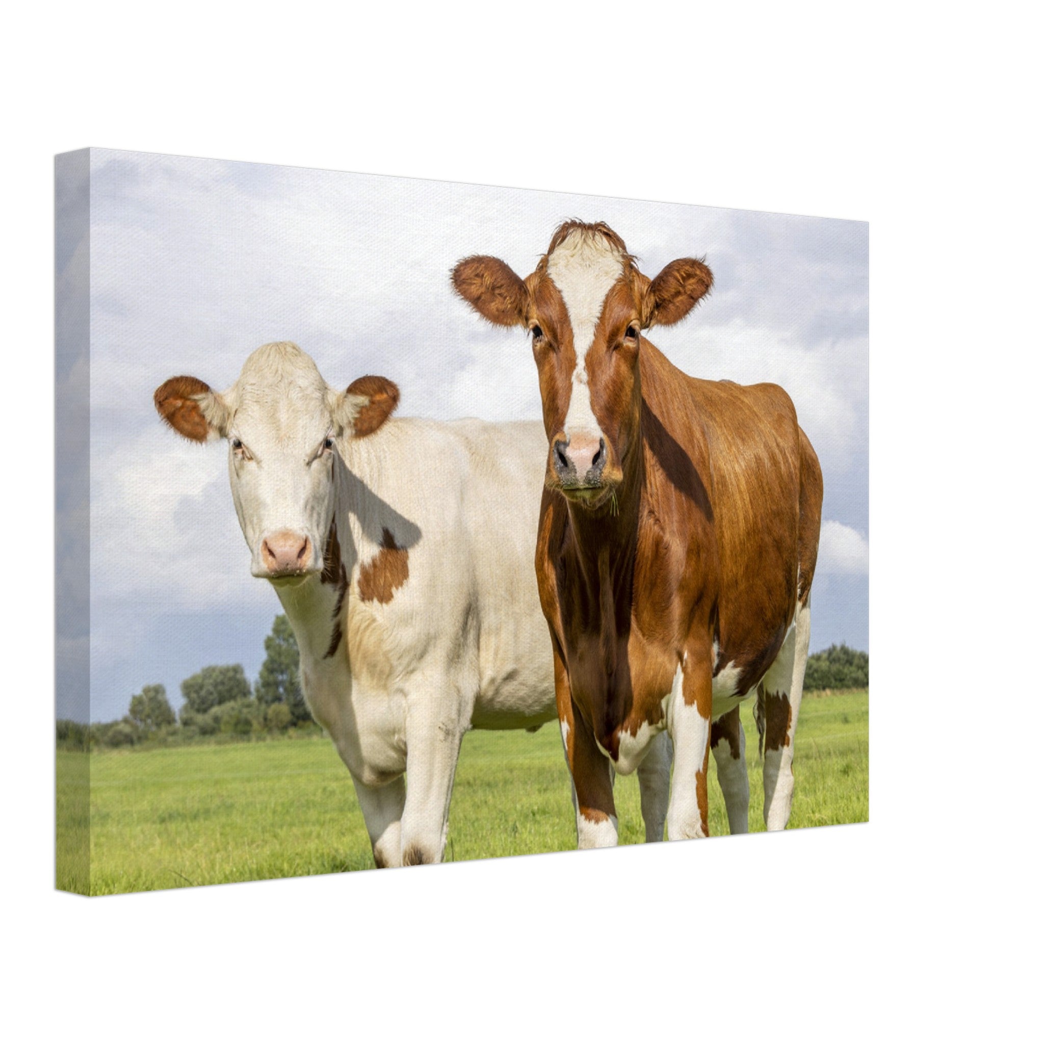 Cows in Field Canvas Wall Art