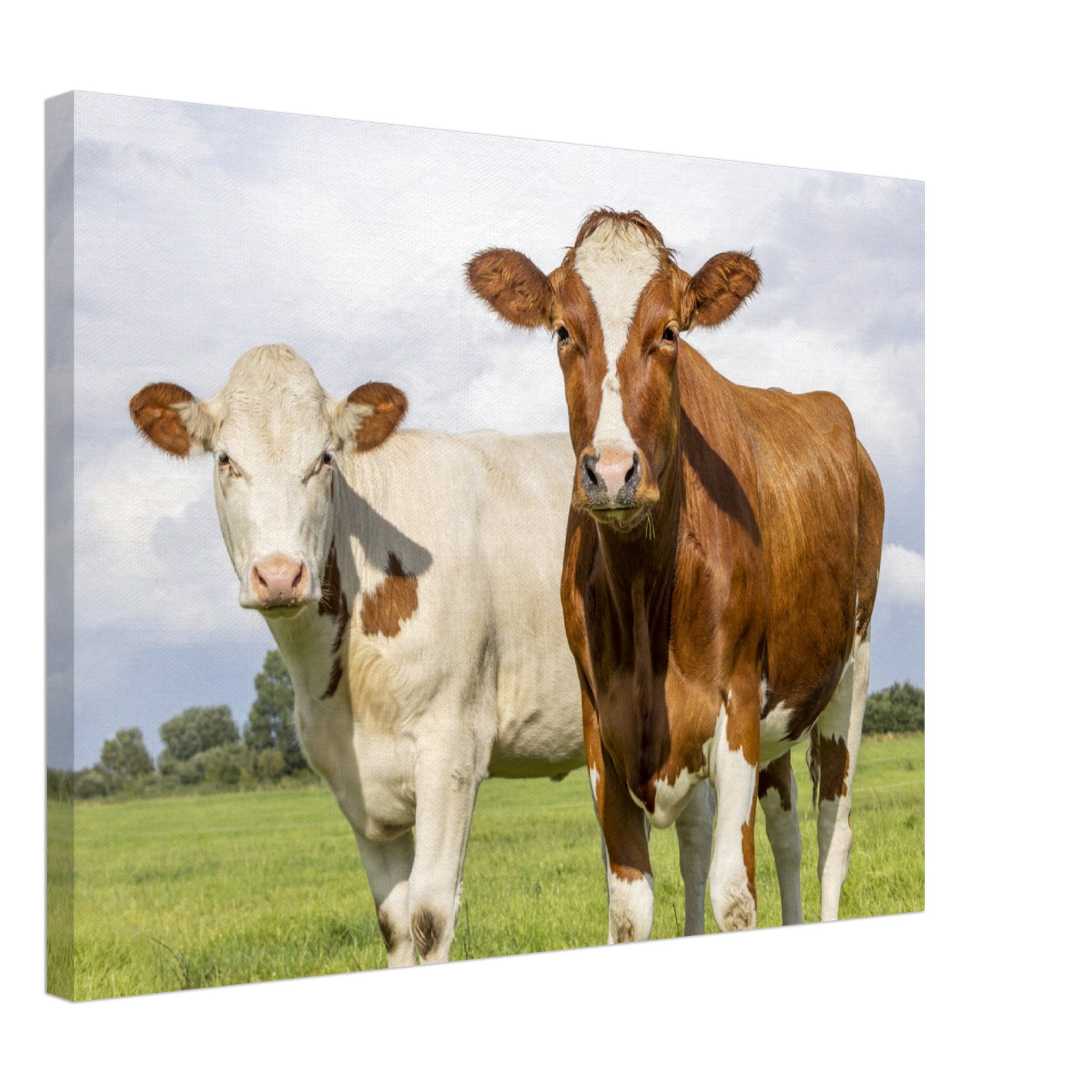 Cows in Field Canvas Wall Art